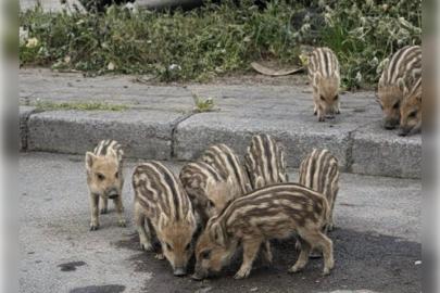Balçova’da yaban domuzları park alanlarına indi