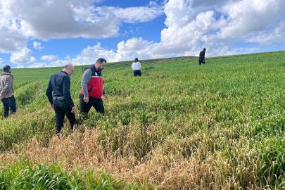 Batman'da buğday üreticilerine yanlış ilaçlama uyarısı