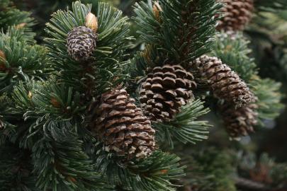 Çam kese zararlısına karşı doğal çözüm