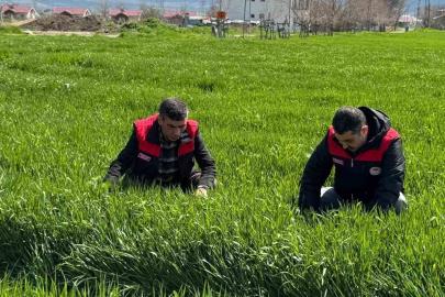 Elazığ’da hububat üreticilerine kök ve kök boğazı hastalık uyarısı