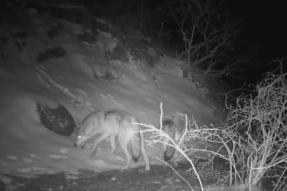 Fotokapana yansıyan yaban hayatında bahar hareketliliği