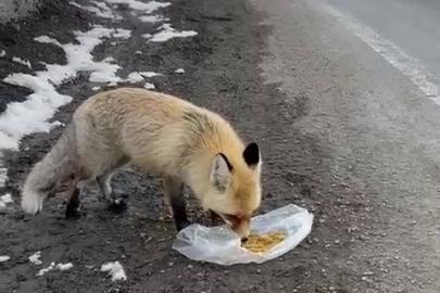 Gezen tilki nasibini buldu