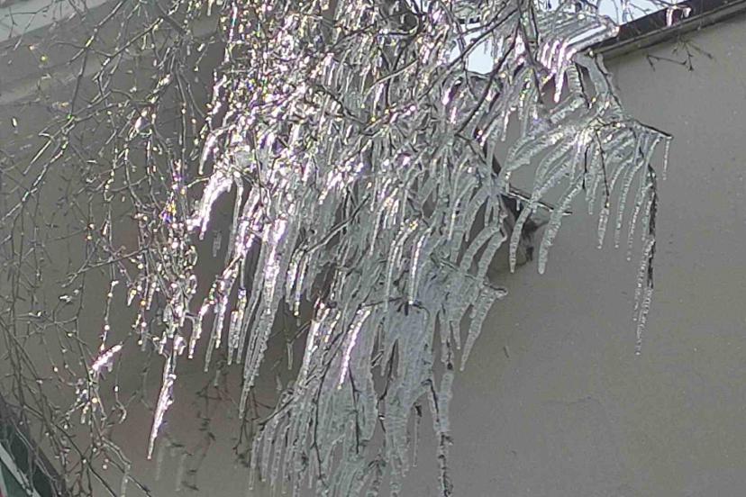 Hava sıcaklığı eksi 10’a düştü, ağaç dalları dondu