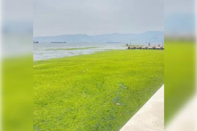 İzmir sahilinde yosun yoğunluğu dikkat çekti