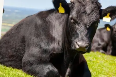 “Kırsalda Bereket”te 9. etap... Gebe düve dağıtımları başlıyor