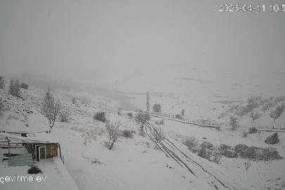 Köye inen kurt sürüsü kameraya yansıdı