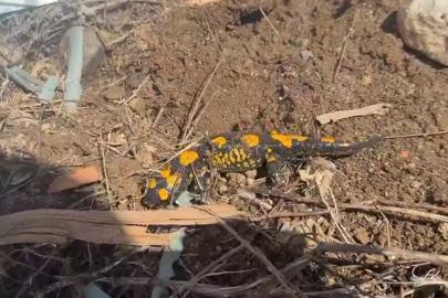 Malatya'da ateş semenderi görüldü