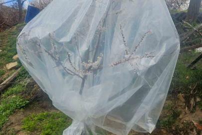 Malatya’da kayısı üreticileri zirai don için alarma geçti