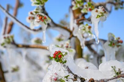 Meclis'te kurulan Zirai Don Olayını Araştırma Komisyonu raporunu tamamladı