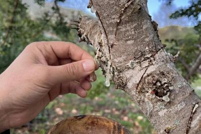 Muğla'da Sakız Ağacı Deneme Bahçesi sürüyor