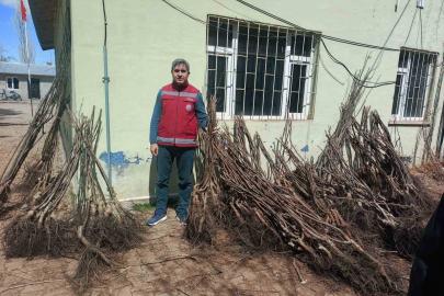 Muradiye’de yüzde 90 hibeli 50 bin adet meyve fidanı dağıtımı yapıldı