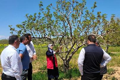 Şanlıurfa’da fıstık bahçelerinde uygulamalı bakım çalışması