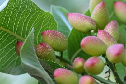 Siirt fıstığında yok yılı ezberi bozuluyor
