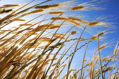 Son dönemdeki yağışlar tarımsal üretimde bereket müjdesi veriyor