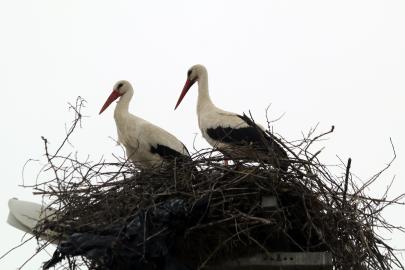Yarıköy'ün misafirleri geldi