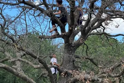 Beğendik’te ilk dallık heyecanı