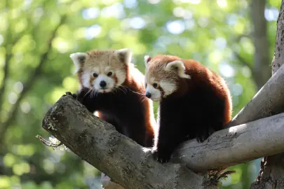 Bursa Hayvanat Bahçesi'nin yeni yavruları umut oldu