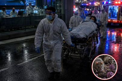 Hollanda'da hantavirüs skandalı: 12 hastane çalışanı için karantina kararı 