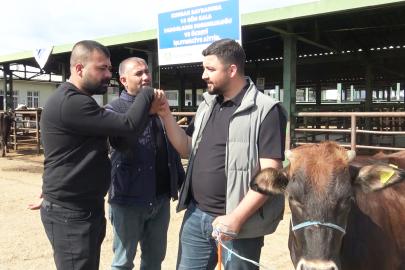 Kurban Bayramı yaklaştı, hayvan pazarlarında renkli görüntüler oluştu