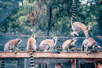 Lemur ailesinin yeni üyesi sevimli “Zabumafu” oldu