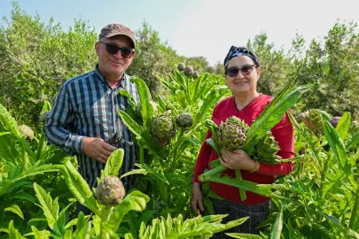 Mersin'de enginar yumrusu desteği ilk hasadını verdi