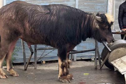 Sahibinin elinden kaçan manda yaşlı adamı yere savurdu