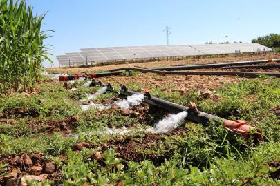 Tarımsal destekleme ödemeleri çiftçilerin hesaplarına aktarılıyor 