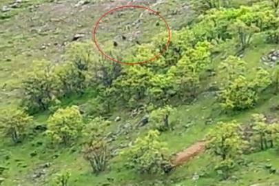 Tunceli’de ayı sürüsü görüntülendi