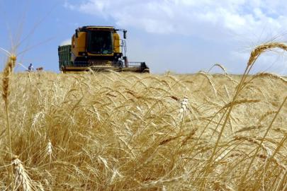 Yaklaşık 5,5 milyar lira tarımsal destekleme ödemesi bugün yapılacak