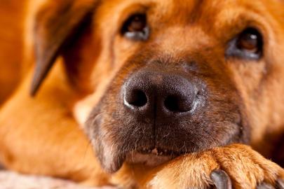Yaralı köpeklerle bağış toplama dolandırıcılığı ifşa oldu