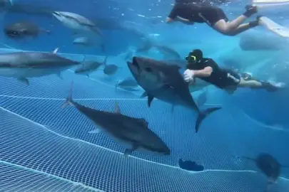 Alanya açıklarında 28 orkinos uydu vericisiyle takibe alındı