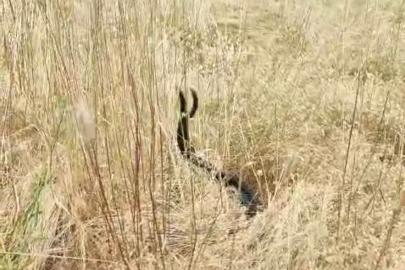 Elazığ’da iki yılanın dansı görüntülendi