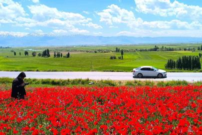 Muş’taki doğal gelincik tarlası vatandaşların ilgi odağı oldu