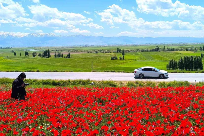Muş’taki doğal gelincik tarlası vatandaşların ilgi odağı oldu