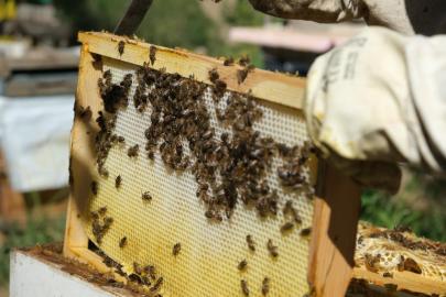 40 dereceyi gören havalarda arılar için tedbir çağrısı