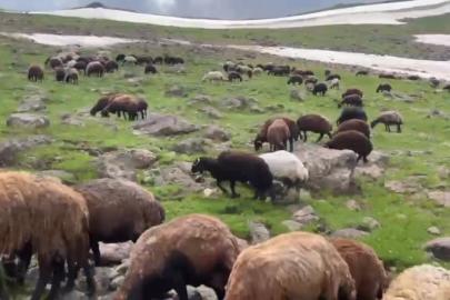 Ağrı’nın yaylalarında yaz ve kış bir arada