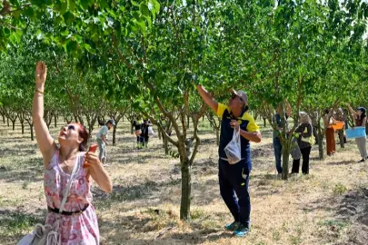 Başkentliler Ata Çiftliği'nde hasat yaptı