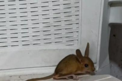 Elazığ’da nesli tehdit altında olan Arap Tavşanı görüldü