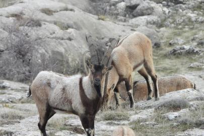 Köyceğiz'de 11 yaban keçisinin avlanma hakkı için ihale yapılacak