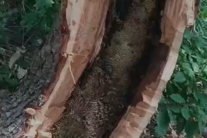 Bingöl’de ağaç kovuğundan kilo kilo bal çıktı