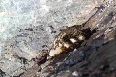 Elazığ’da sarp kayalıklarda oluşan doğal kaya balı bulundu