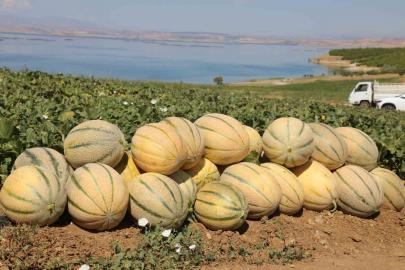 Elazığ’da yaklaşık 20 bin ton kavun hasadı bekleniyor