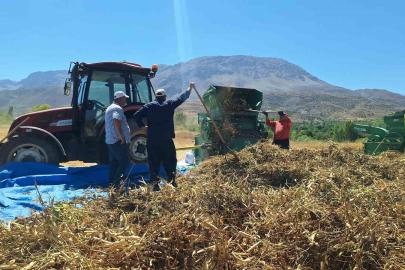 Erzincan’da fasulye hasadı başladı