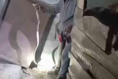 Iğdır’ın "Yılan Bükücüsü" gece gündüz demeden yılanları çıplak elle yakalıyor