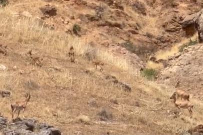 Malatya’da koruma altındaki yaban keçileri sürü halinde görüntülendi