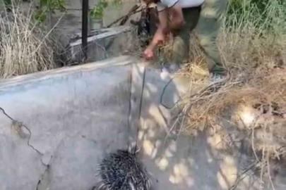Nesli tükenme tehlikesi altındaki oklu kirpi böyle kurtarıldı