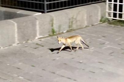 Şehre inen tilki böyle görüntülendi