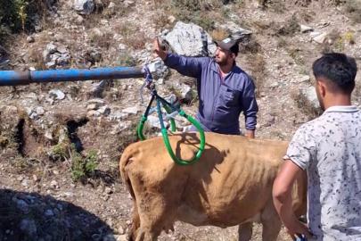 Sivas’ta 7 aylık gebe inek çukura düştü: Vinçle kurtarıldı