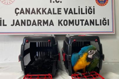 1915 Çanakkale Köprüsü gişelerinde durdurulan araçta 9 egzotik kuş ele geçirildi