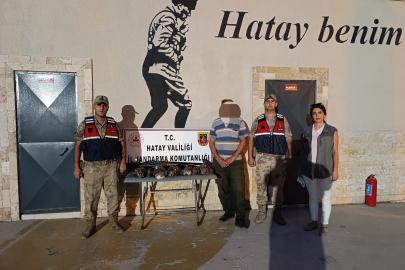 7 arı şahinini vurdu, 1 milyon 356 bin lira ceza yedi